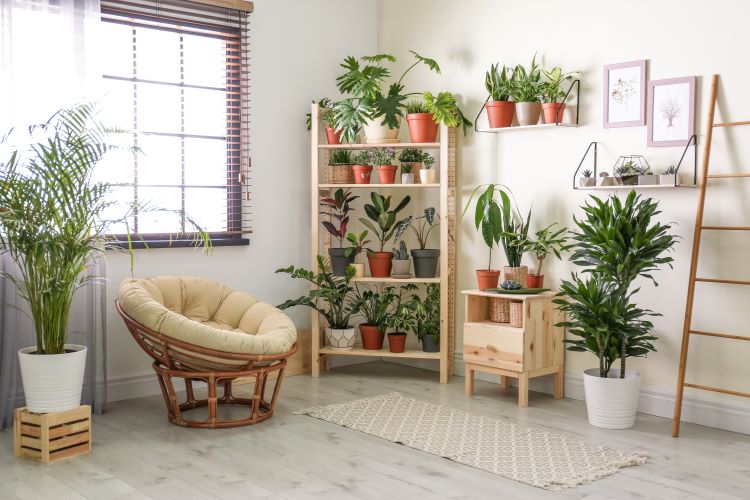 Plant shelf in boston rental