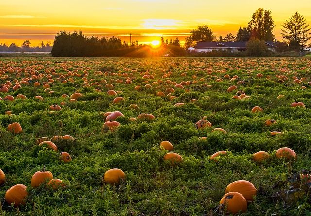 Best Pumpkin Patches Close to Boston