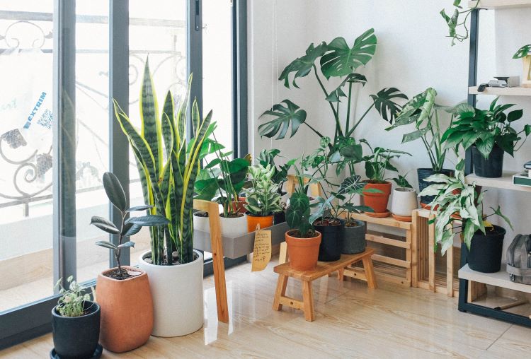 Plants in boston apartment