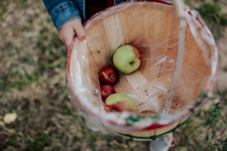 Apple Picking in New England
