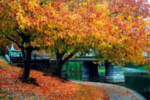5 Great Fall Activities in Greater Boston