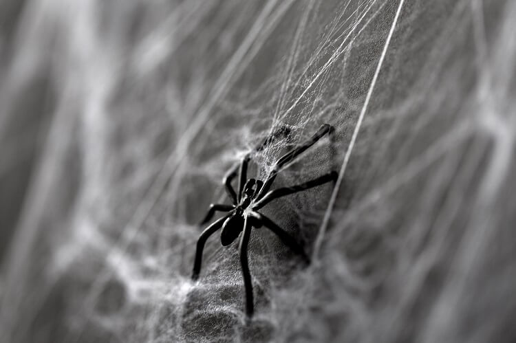 Halloween Spider