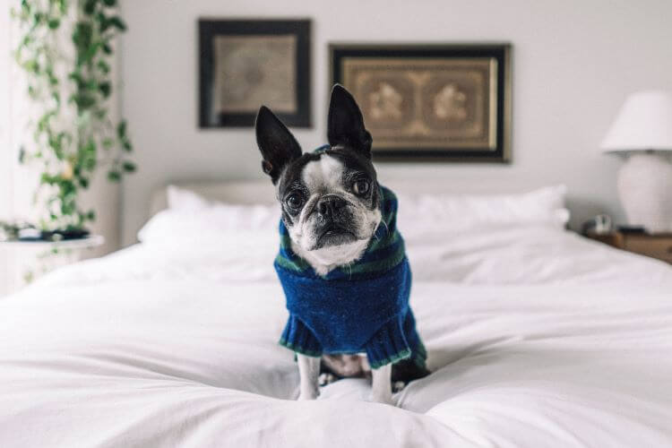 Boston Terrier in Boston Apartment