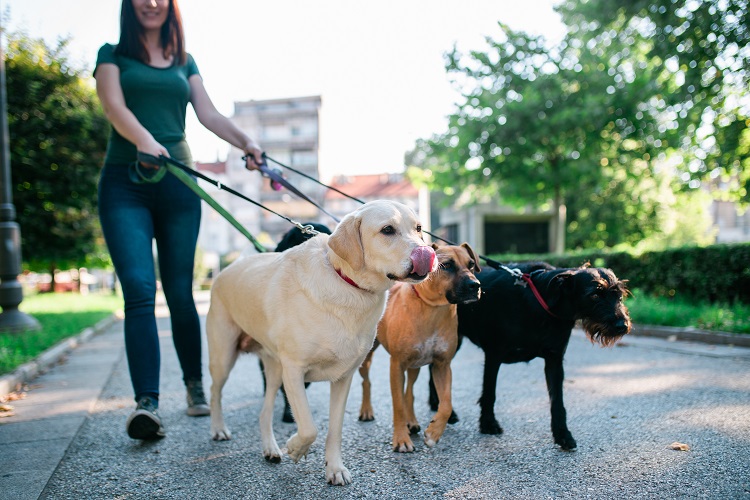 side hustle dog walker