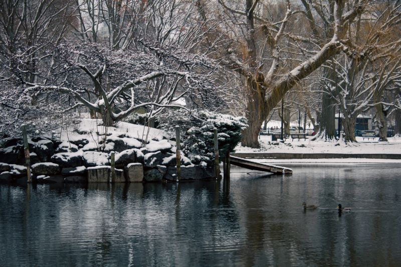 Boston winter pond