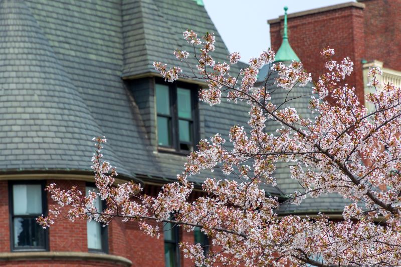Boston Back bay Apartment Rental